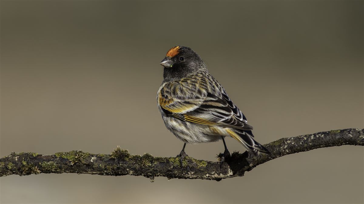 Red-fronted Serin