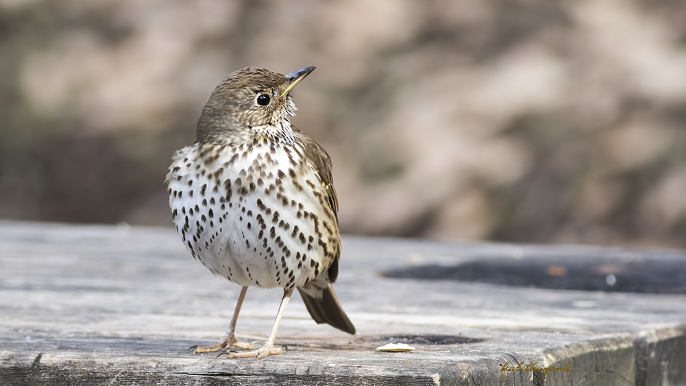 Song Thrush