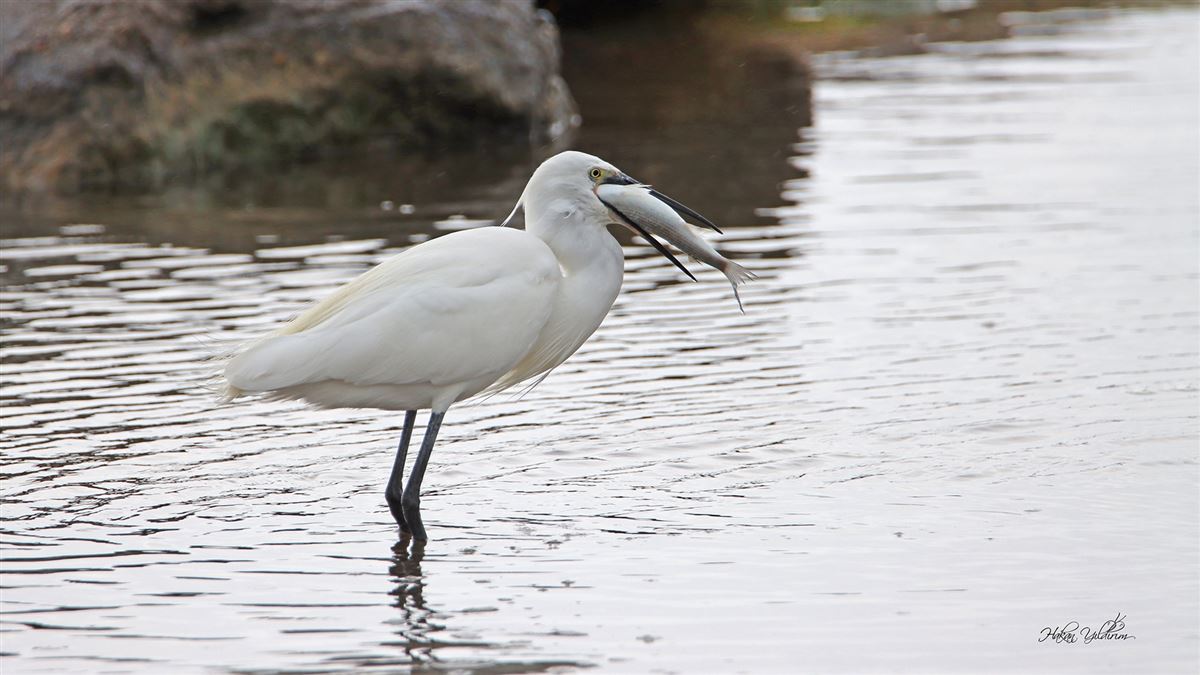 Little Egret