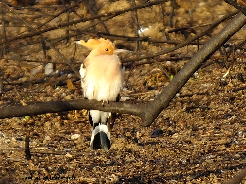 Common Hoopoe