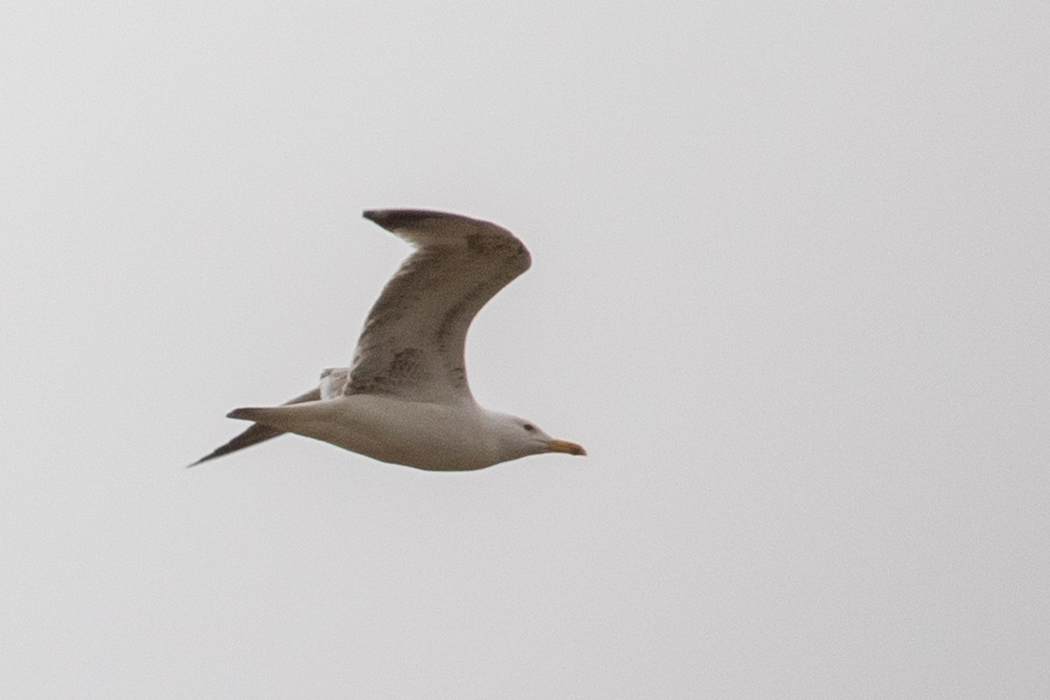 Caspian Gull