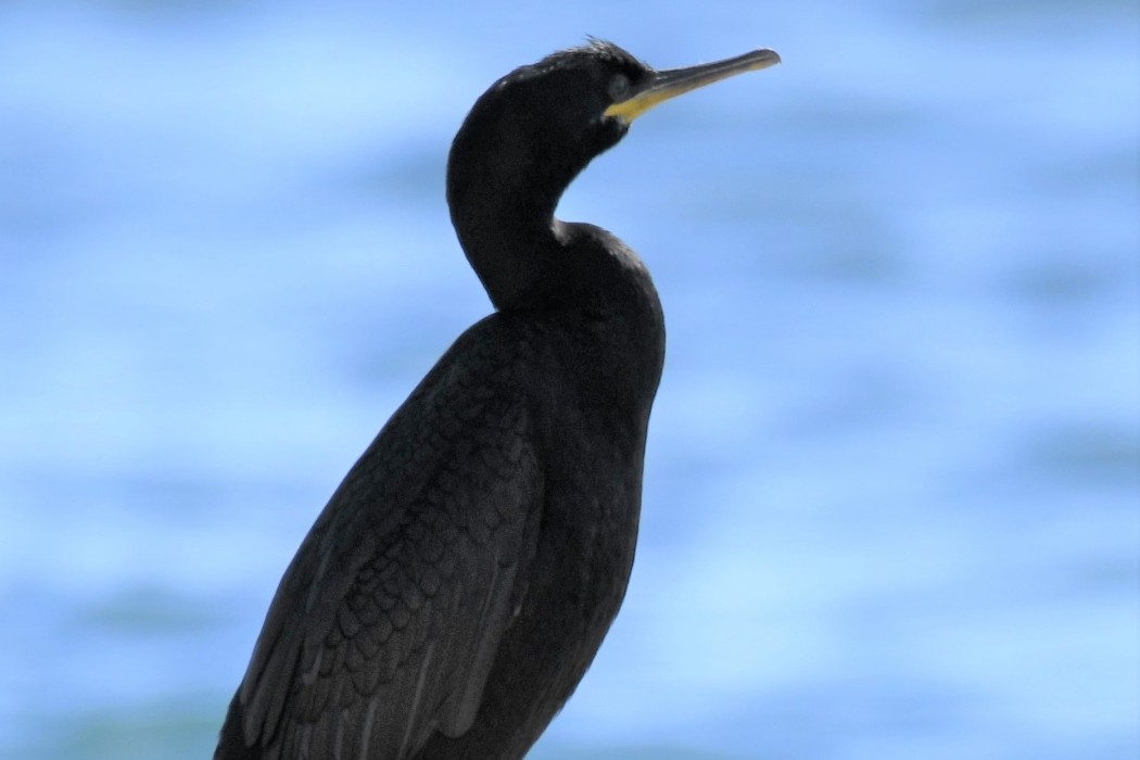European Shag