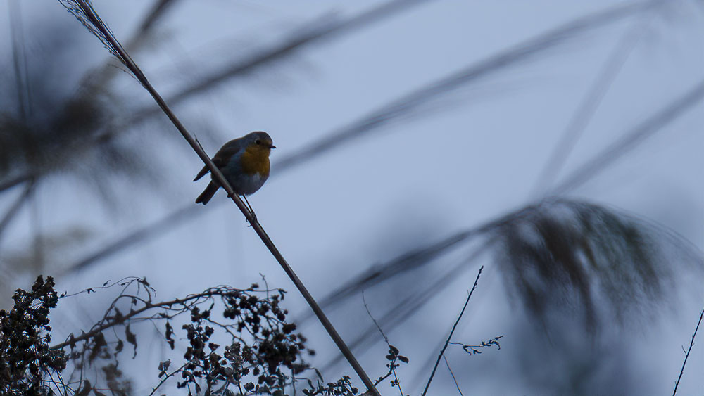 European Robin