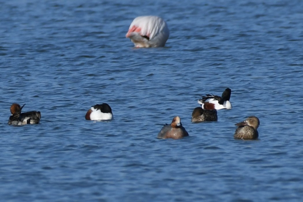 Eurasian Wigeon