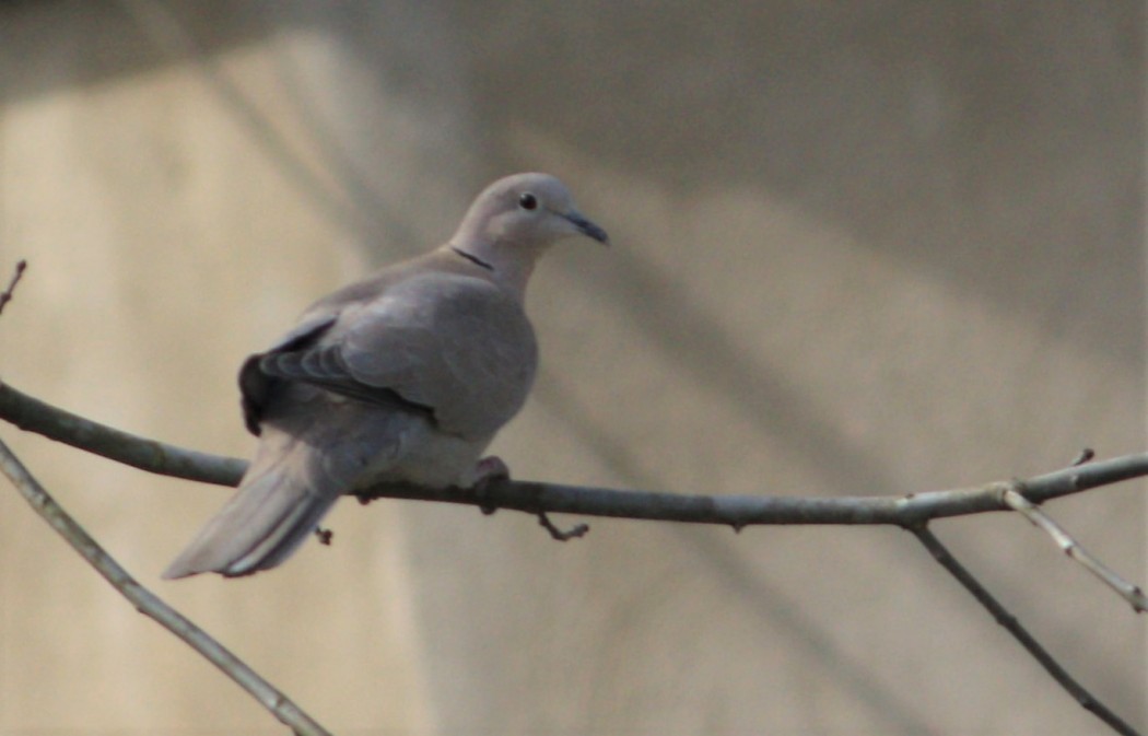 Eurasian Collared Dove