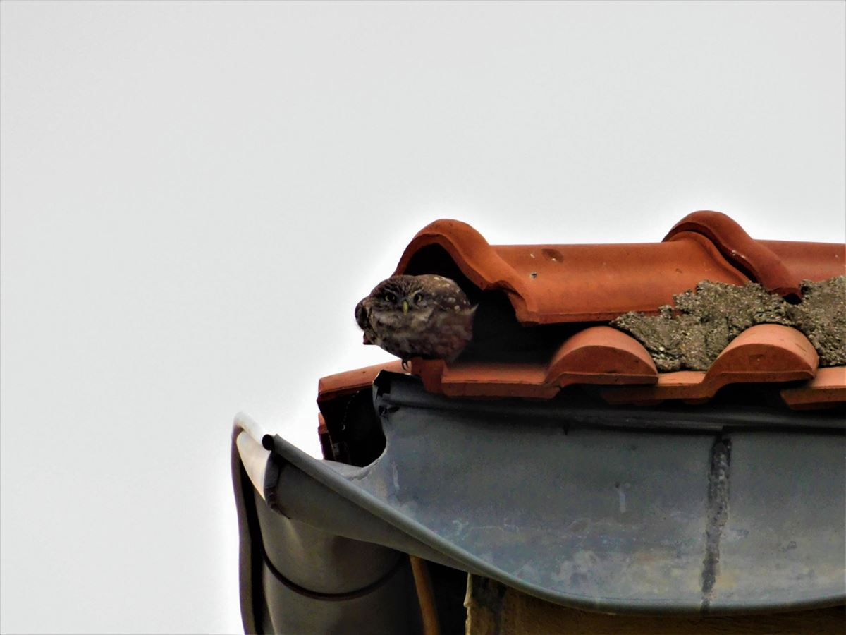 Little Owl