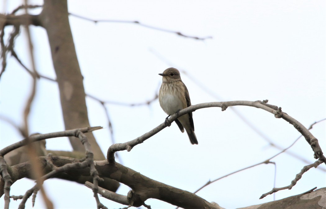 Spotted Flycatcher
