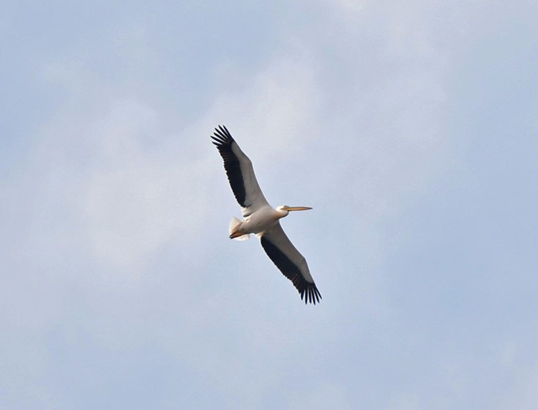 Great White Pelican