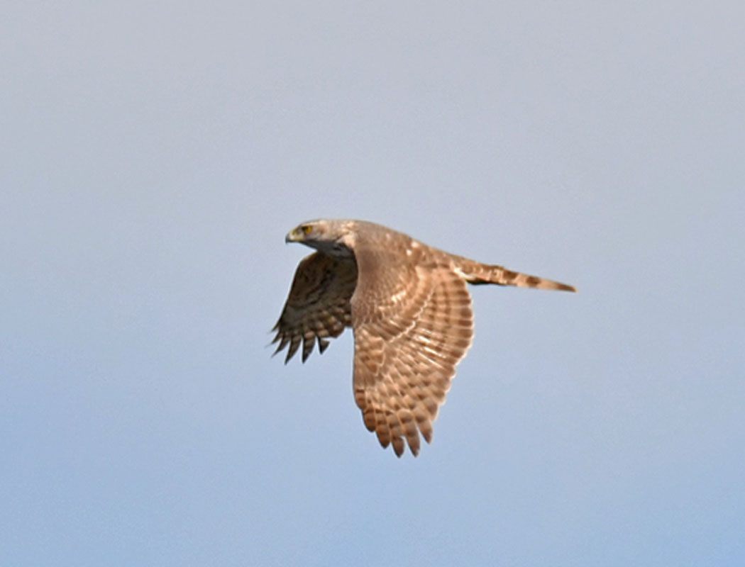 Eurasian Goshawk
