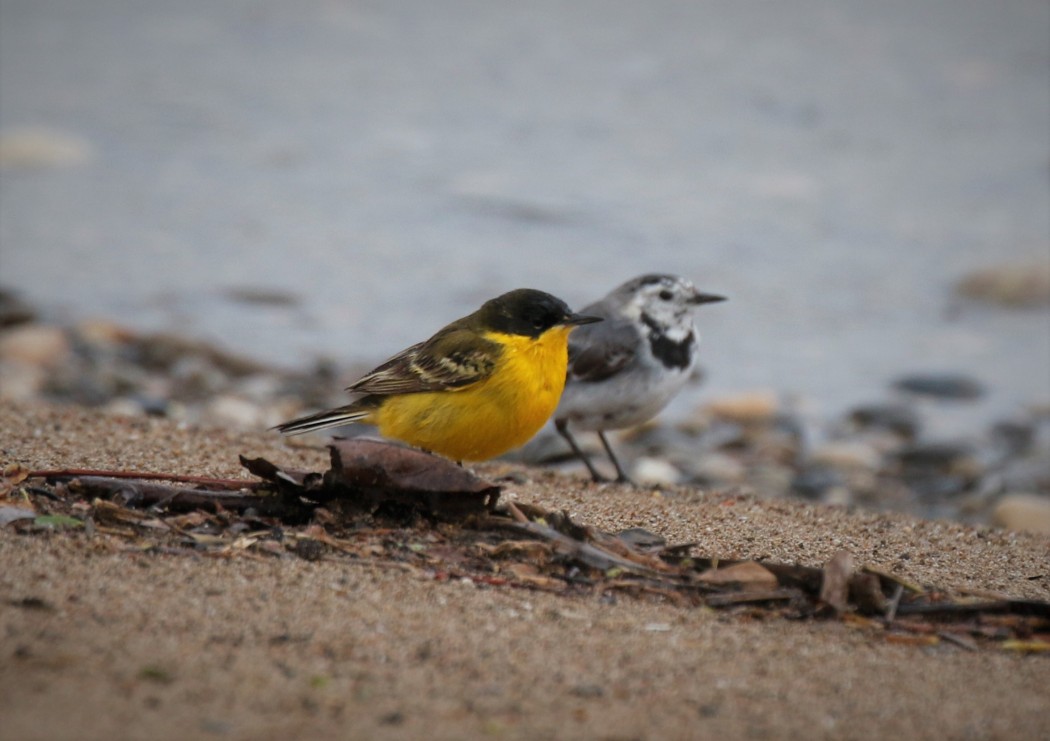Western Yellow Wagtail