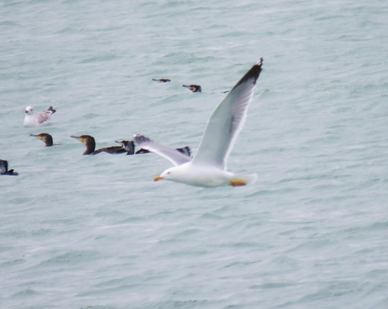 Yellow-legged Gull