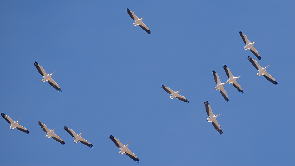 Great White Pelican