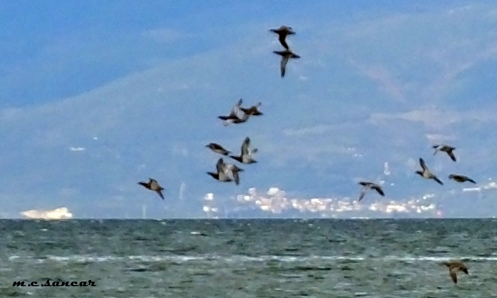 Garganey