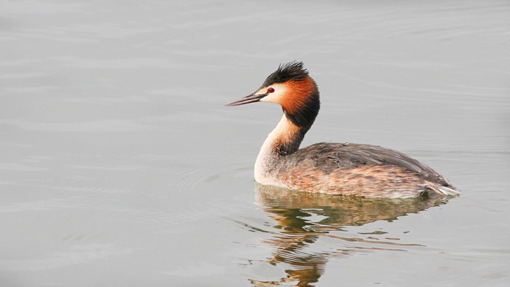 Great Crested Grebe