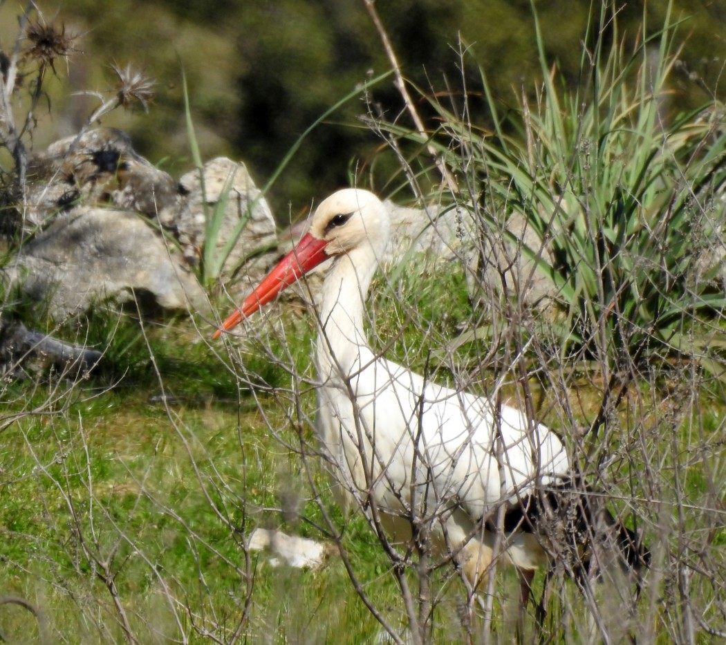 White Stork