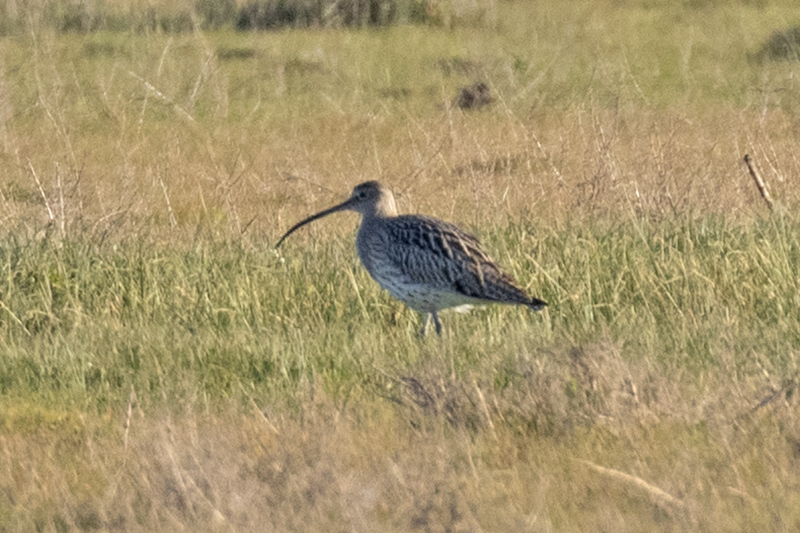 Eurasian Curlew