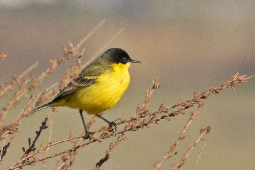 Western Yellow Wagtail