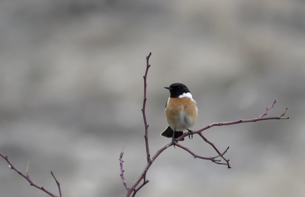 European Stonechat