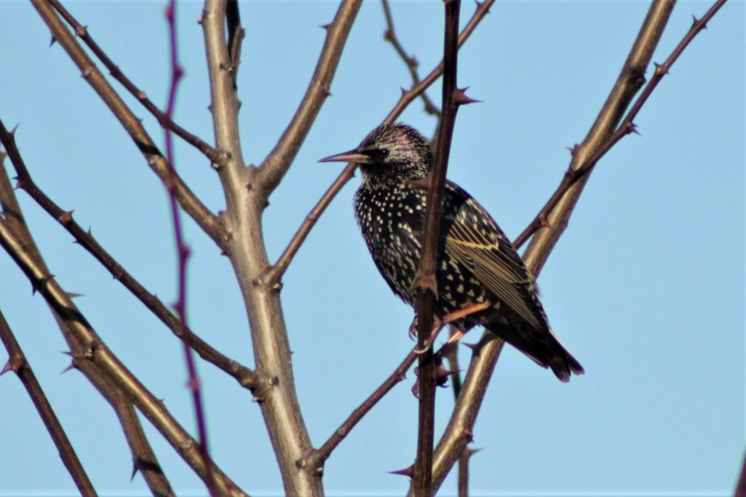 Common Starling