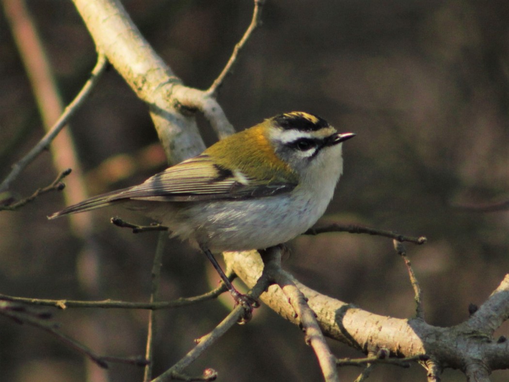 Common Firecrest