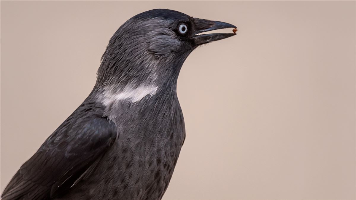 Western Jackdaw