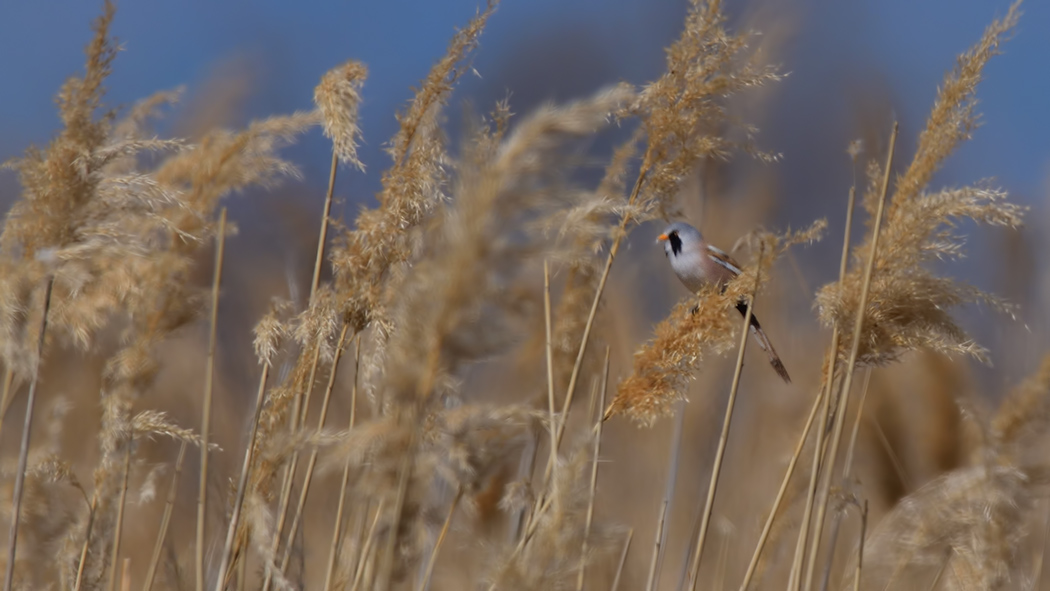 Bearded Reedling