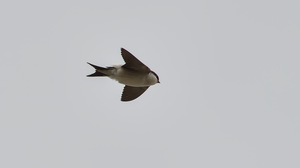 Western House Martin
