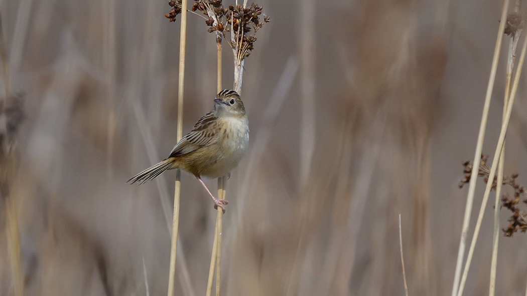 Zitting Cisticola