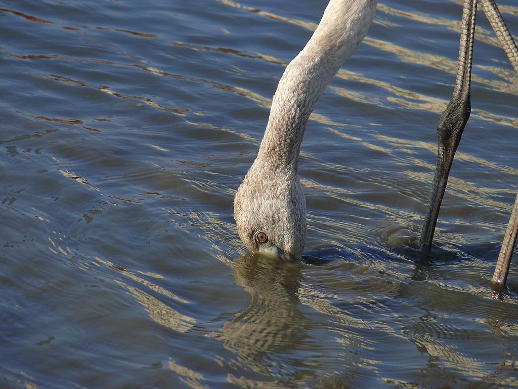 Greater Flamingo