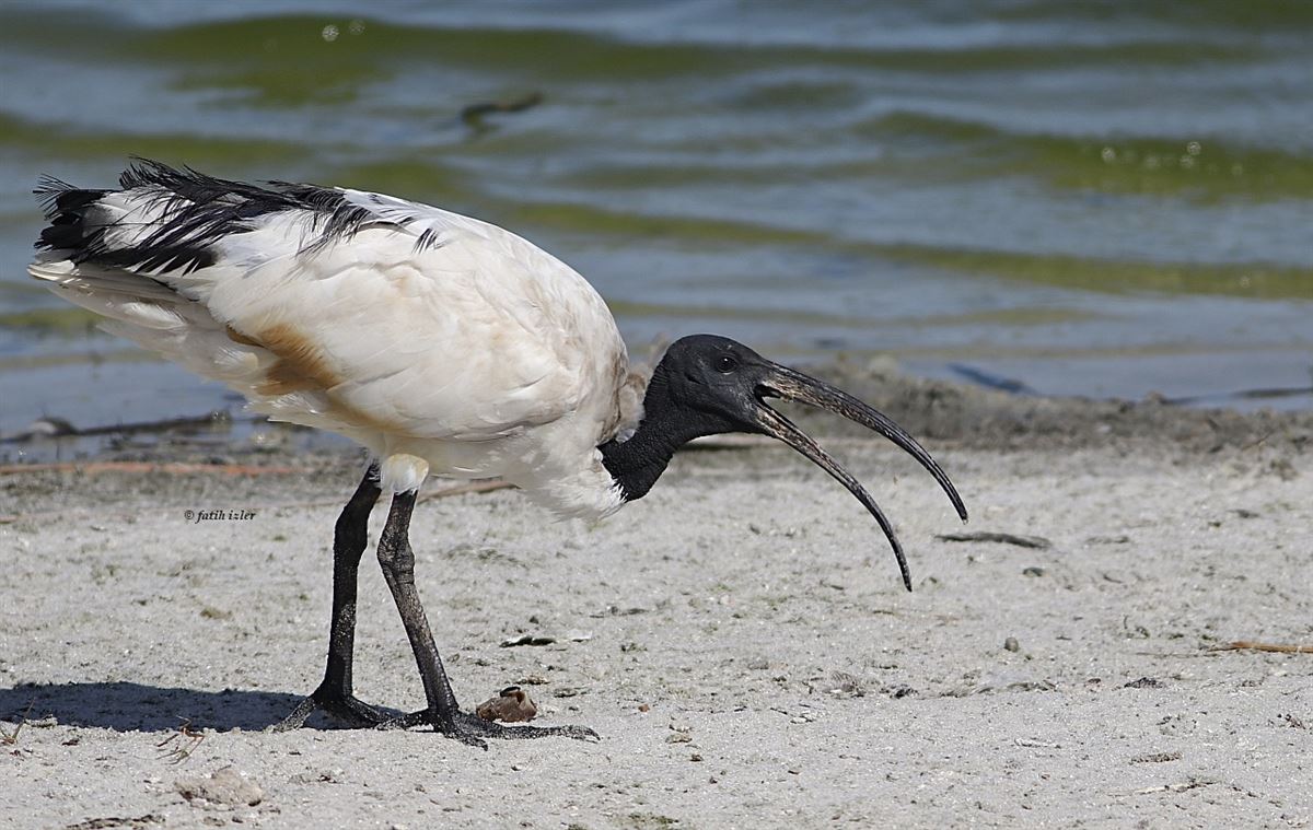 African Sacred Ibis