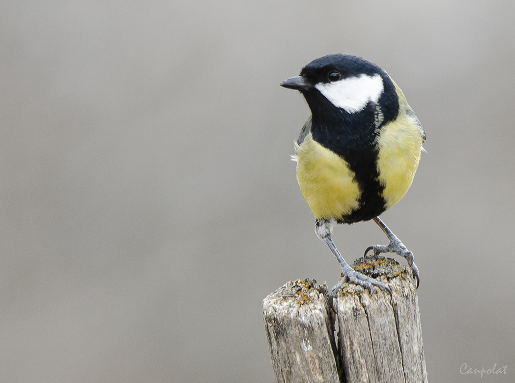 Great Tit