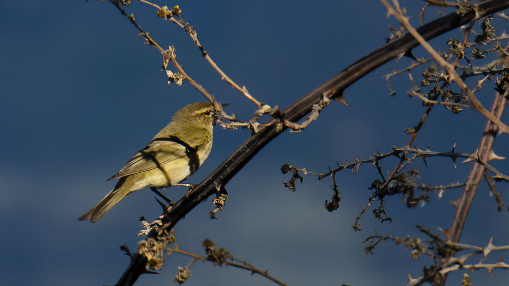 Common Chiffchaff