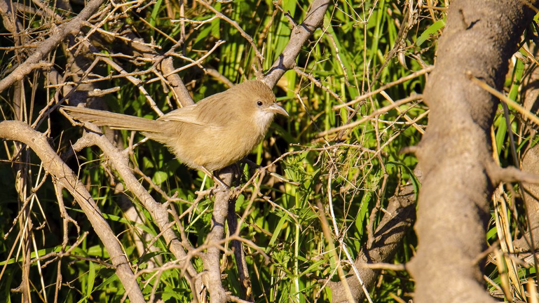 Iraq Babbler