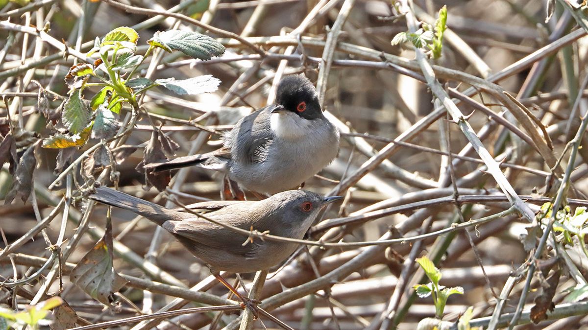 Sardinian Warbler