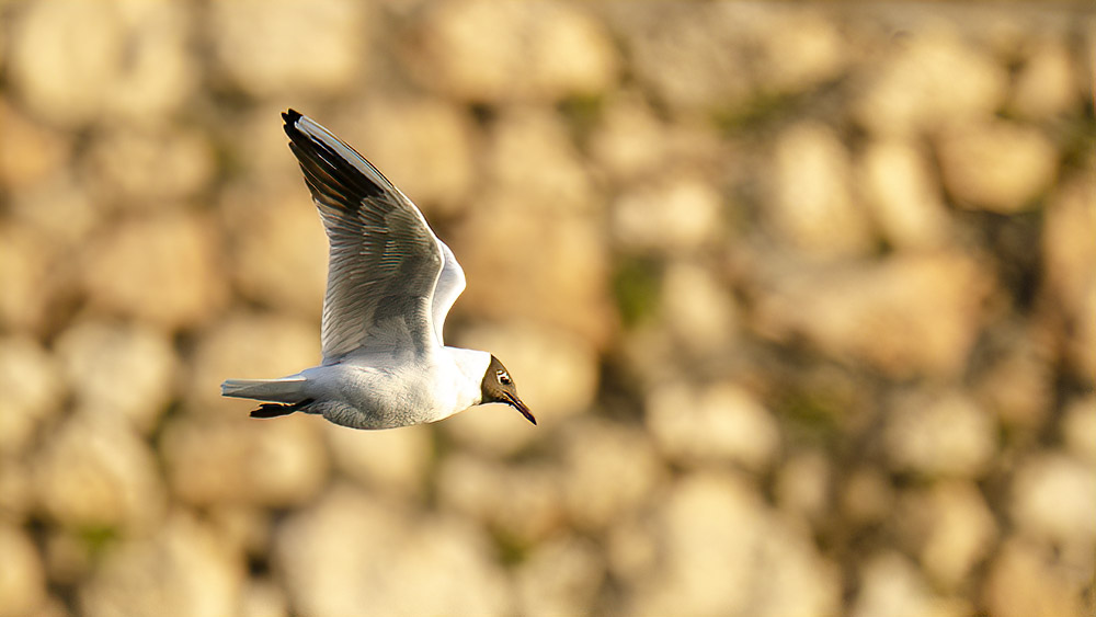 Black-headed Gull