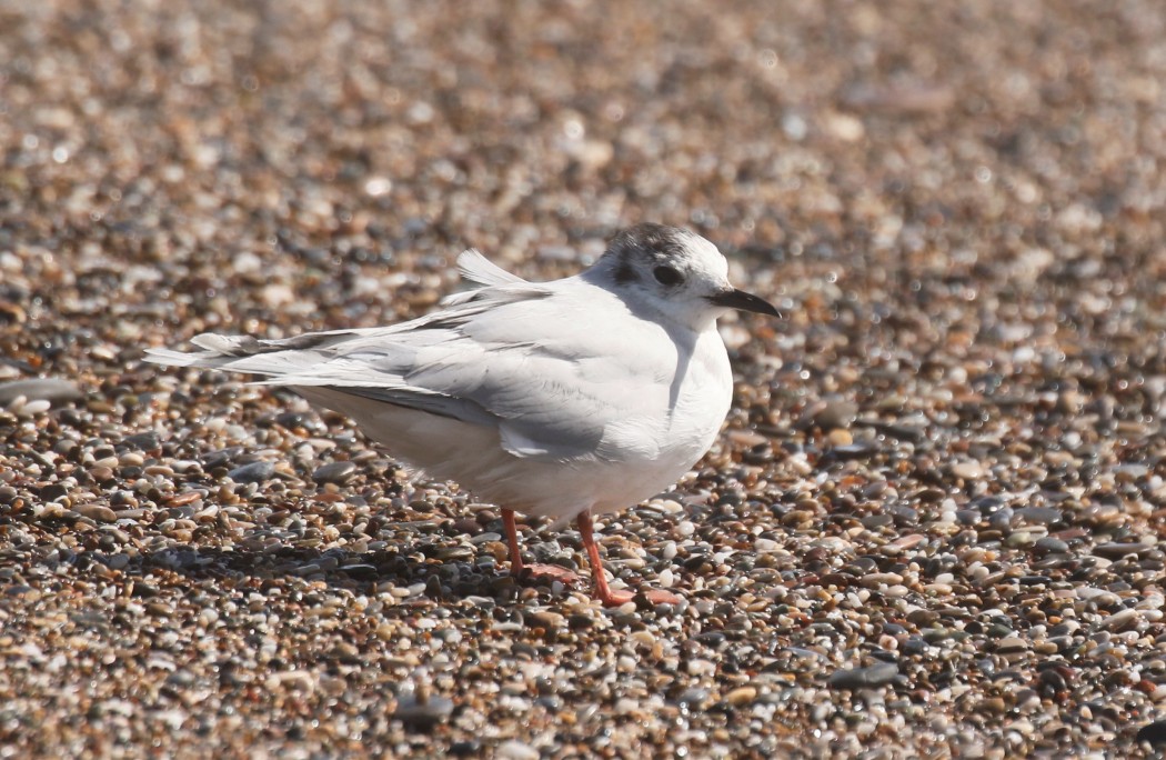 Little Gull
