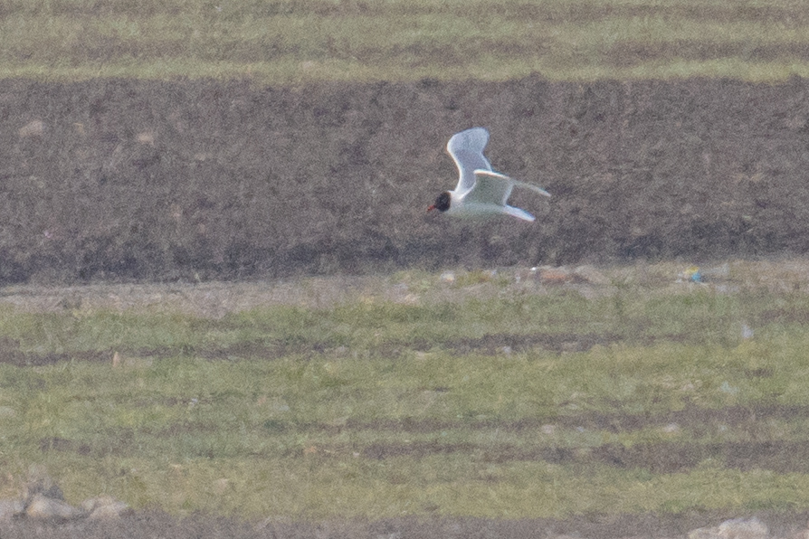 Mediterranean Gull