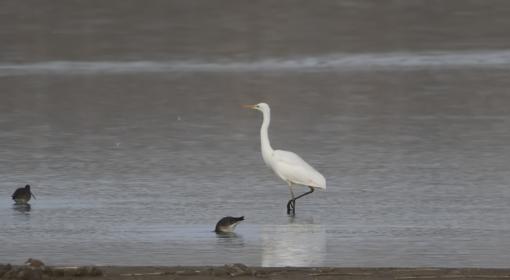 Great Egret