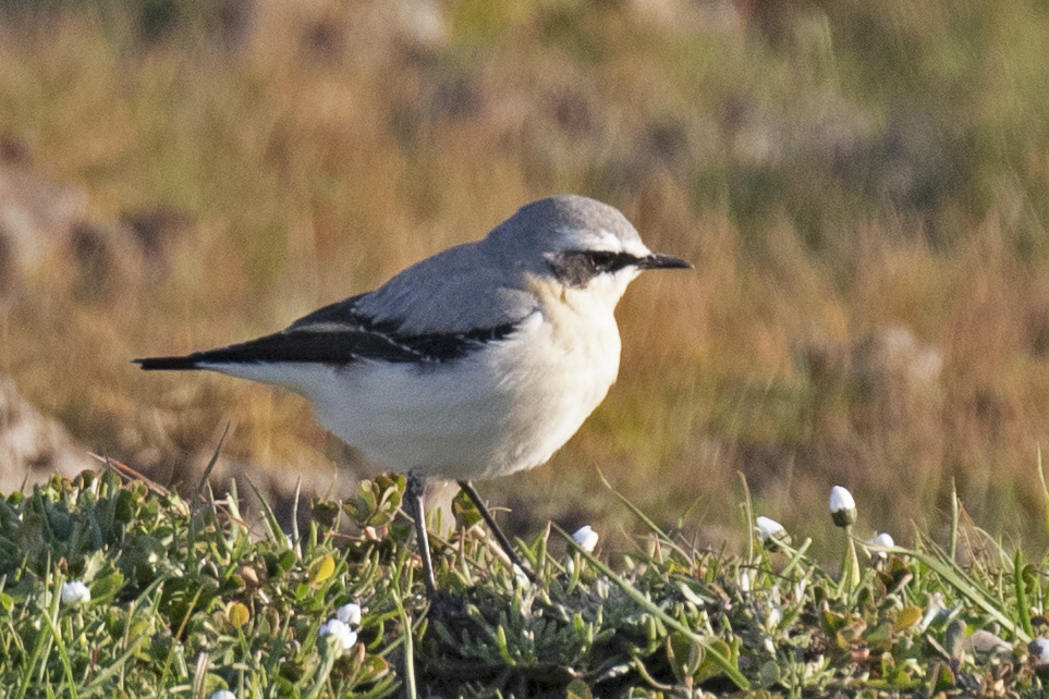 Northern Wheatear
