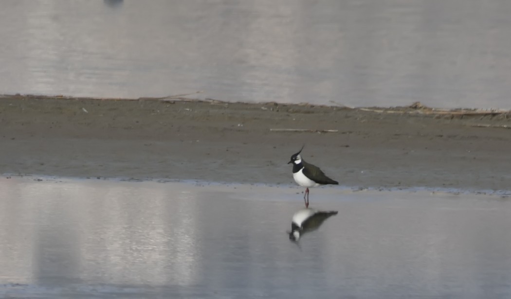 Northern Lapwing