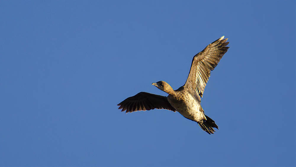 Pygmy Cormorant