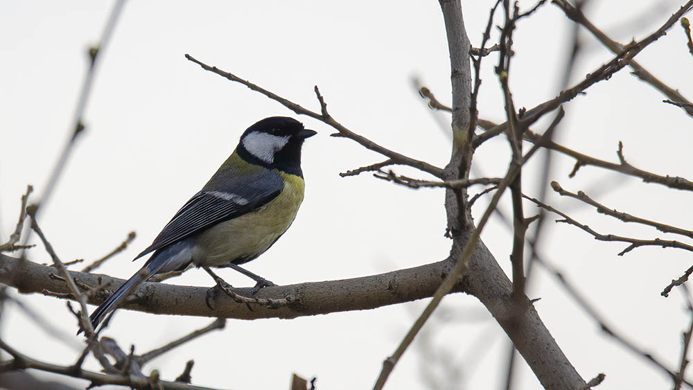 Great Tit