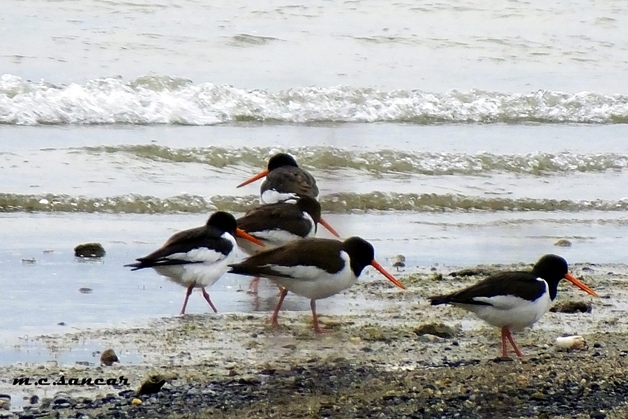 Eurasian Oystercatcher