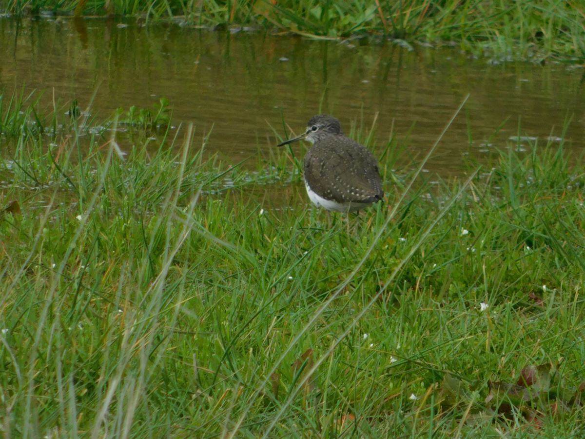 Green Sandpiper