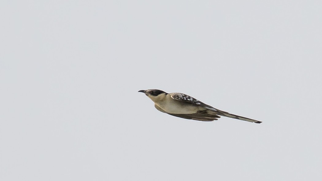 Great Spotted Cuckoo