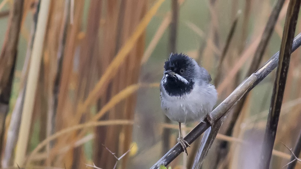 Rüppell`s Warbler