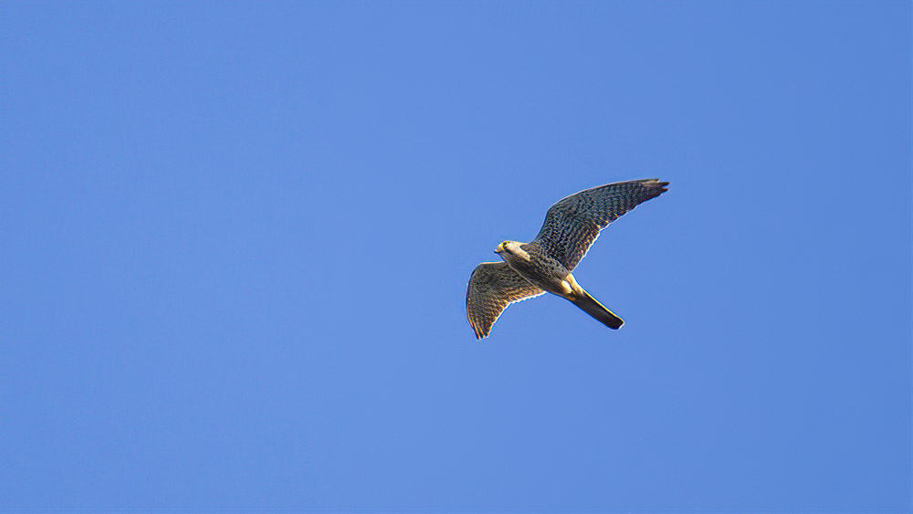 Common Kestrel