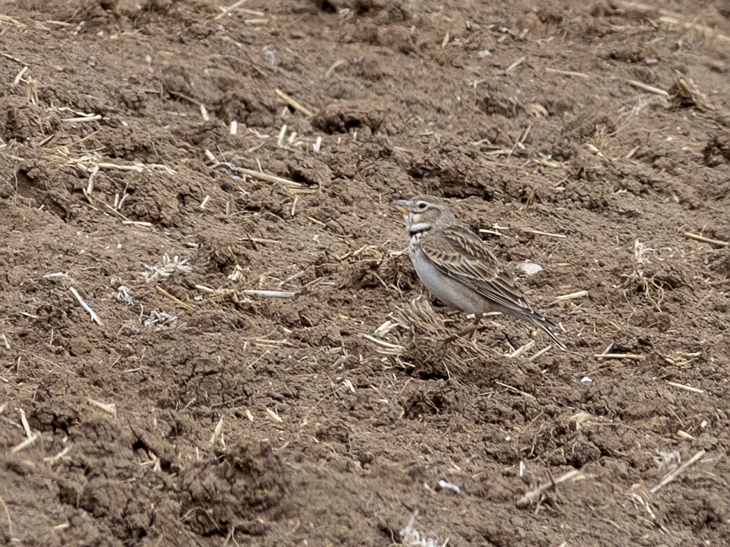 Calandra Lark