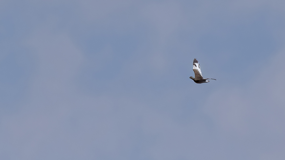 Little Bustard