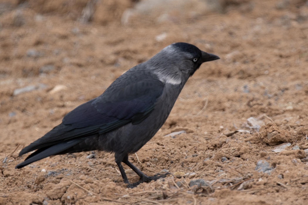 Western Jackdaw